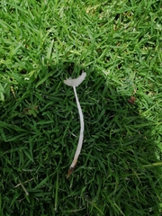 Coprinopsis friesii