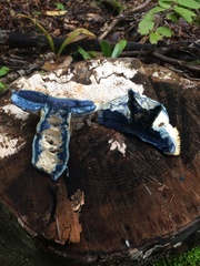 Gyroporus cyanescens