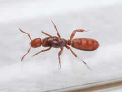 Lasius pogonogynus