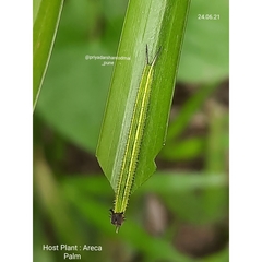 Elymnias hypermnestra