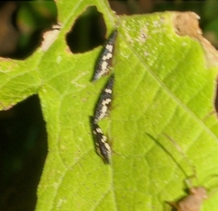 Polyglypta costata