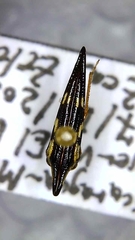 Polyglypta costata