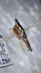 Polyglypta costata
