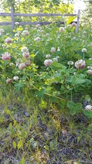 Trifolium hybridum