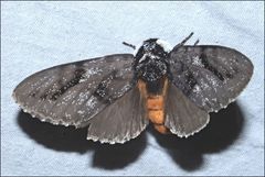 Psalidostetha banksiae