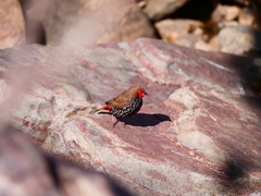 Emblema pictum