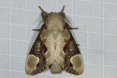 Formofentonia orbifer