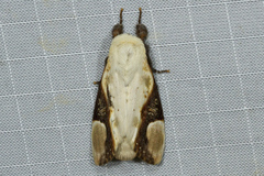 Formofentonia orbifer