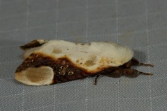 Formofentonia orbifer