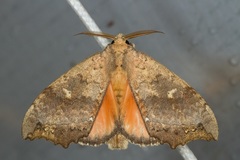 Gangarides vardena