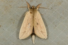 Saliocleta commutatis