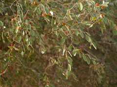 Ziziphus nummularia