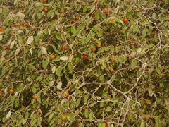 Ziziphus nummularia