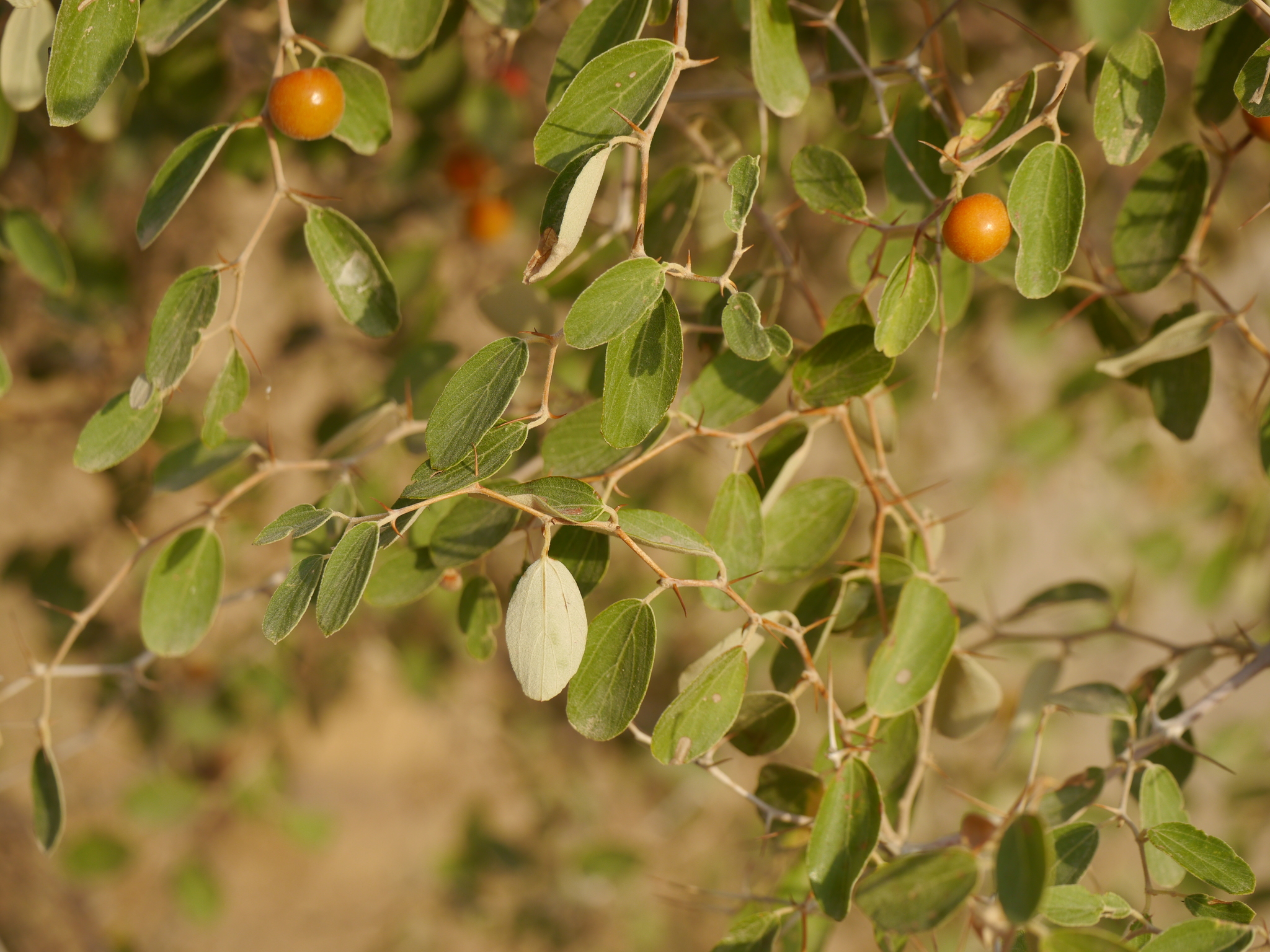 Ziziphus nummularia (Burm.f.) Wight & Arn.