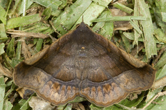 Pangrapta pannosoides