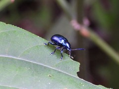 Platycorynus