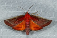 Toccolosida productalis