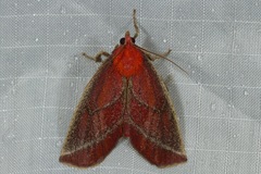 Toccolosida productalis