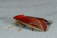 Toccolosida productalis