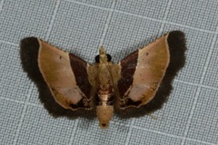 Hypanchyla