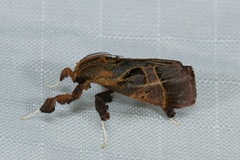 Sacada decora