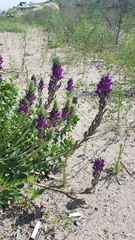 Oxytropis sylvatica