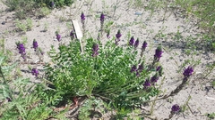 Oxytropis sylvatica