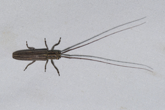 Pothyne multivittipennis