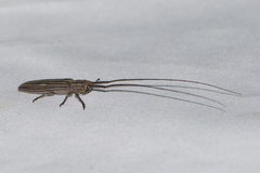 Pothyne multivittipennis