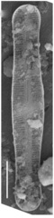Envekadea