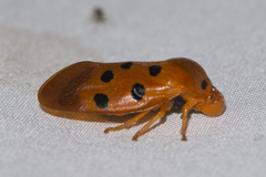 Opistharsostethus parvus