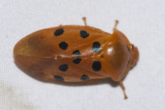 Opistharsostethus parvus