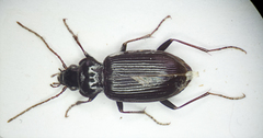 Nebria salina