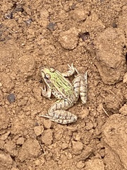 Lithobates neovolcanicus