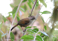 Hoary-Throated Barwing photo 1