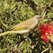 Brown Honeyeater - Photo (c) Mark Ayers, some rights reserved (CC BY-NC), uploaded by Mark Ayers