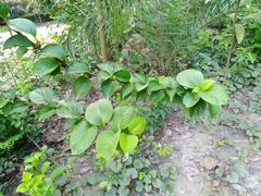 Meyna laxiflora