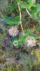 Trifolium hybridum