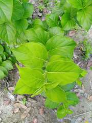 Meyna laxiflora