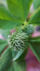 Trifolium hybridum