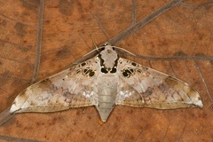 Ambulyx canescens