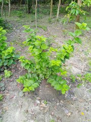 Meyna laxiflora