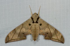 Ambulyx substrigilis