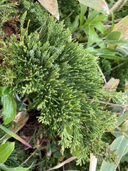 Juniperus chinensis sargentii