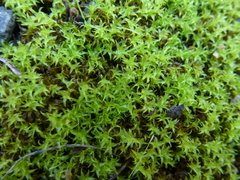 Leptodontium paradoxum