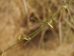 Leptadenia pyrotechnica