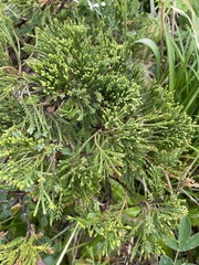 Juniperus chinensis sargentii