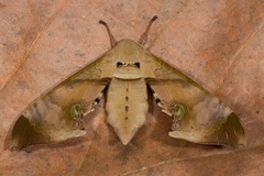 Daphnusa ocellaris