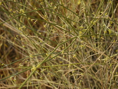 Leptadenia pyrotechnica