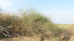 Leptadenia pyrotechnica